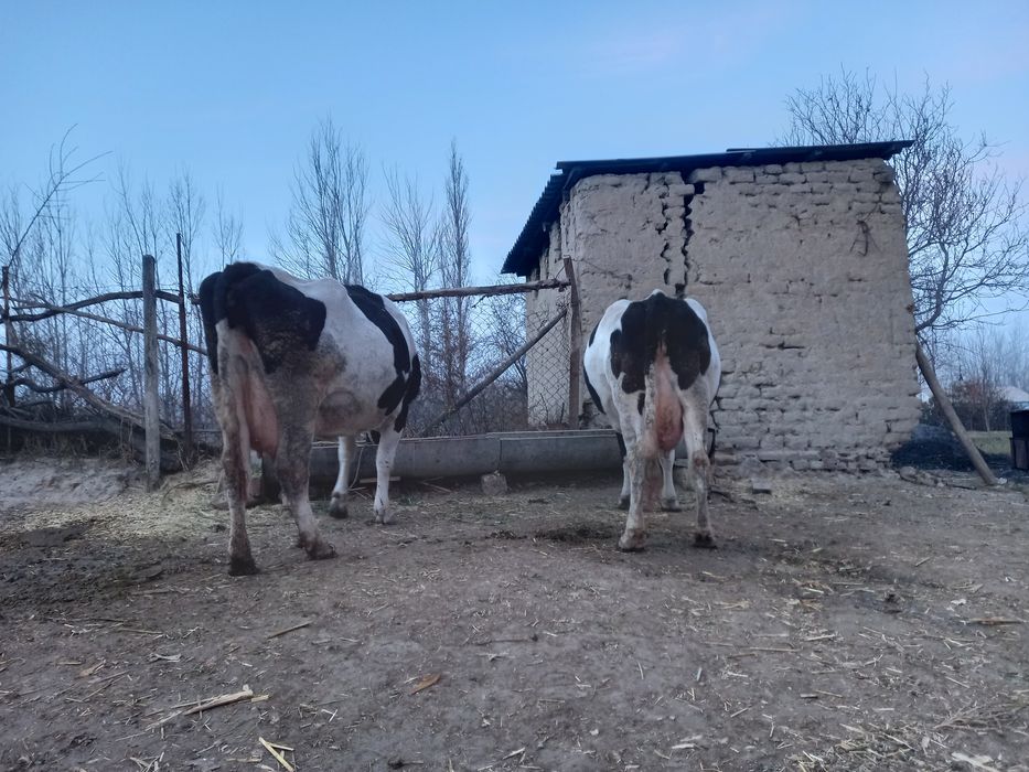 Rassiski sigirlar sotiladi buğoz manzil samarqand