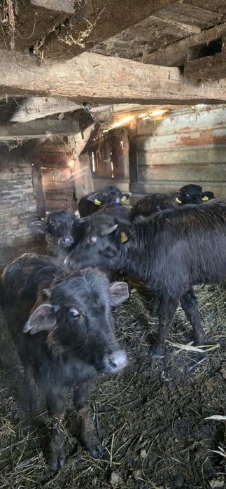 Vițele de bivolă, între 5-6 luni