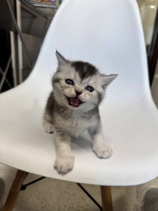 скотиш страйт серебристая шиншилла мальчик