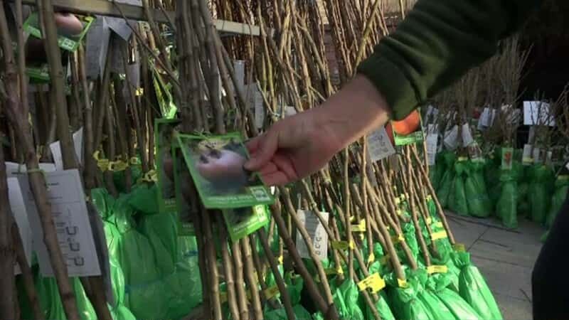 Super Oferta Pomi fructiferi Altoiți Clasici si Columnari  anul 3