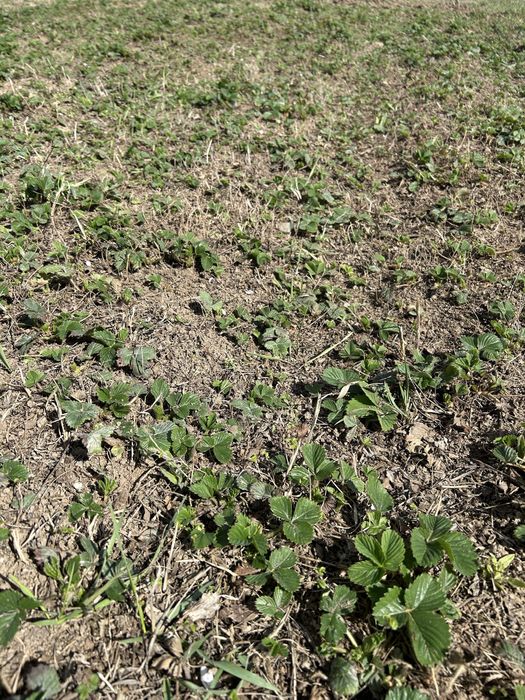 Рассада клубники