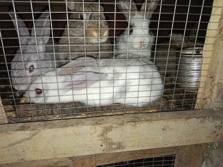 Кролики рекс и фландер