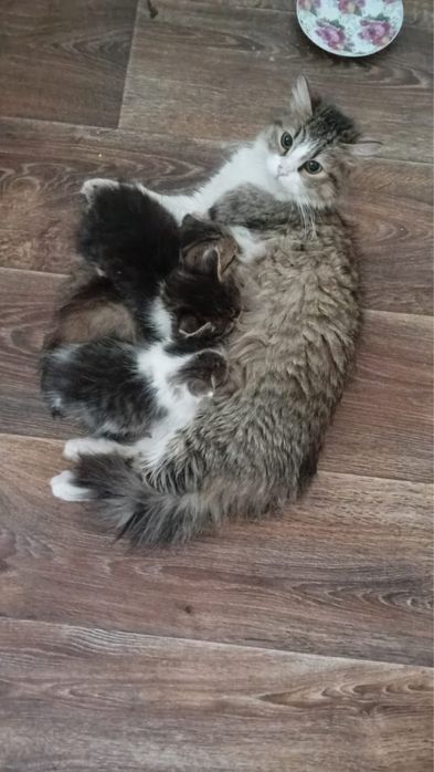 Отдам котят в хорошие руки