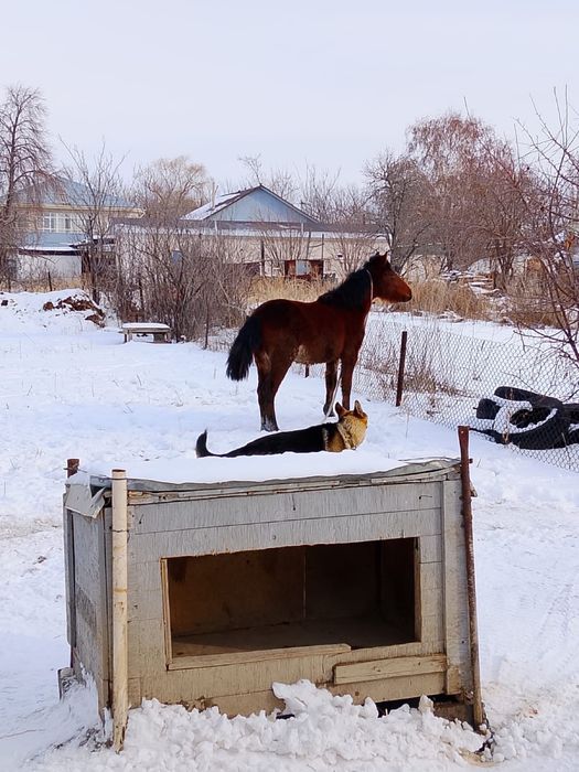 Еркек тай сатылады