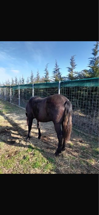 Manza de vanzare sau schimb