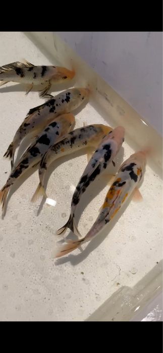 Crapi koi iazuri