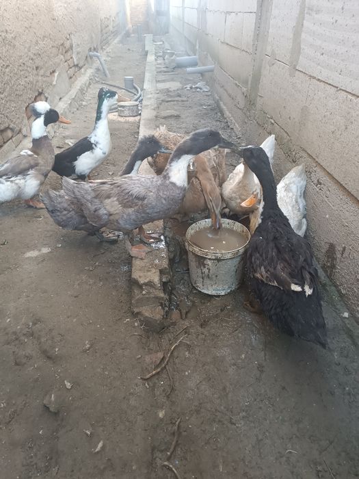 Vând 7 rațe și doi rățoi