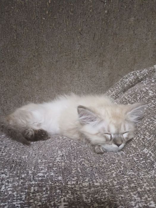 Сиамские красивые котята