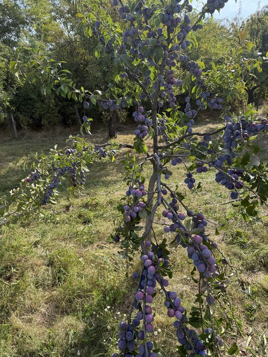 vand prune ana spath