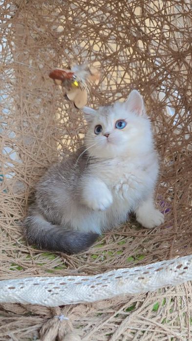 британские  котята с документами