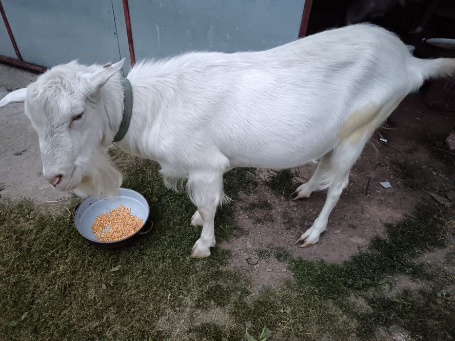 Capra și Țap Sannen