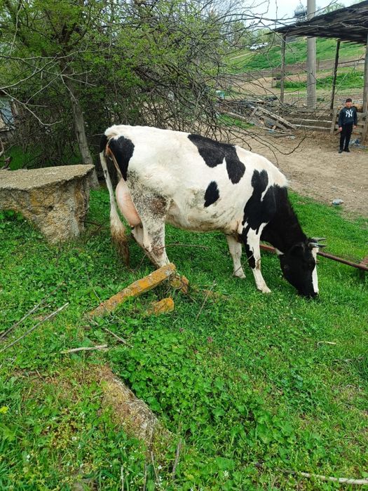 Vand vaca buna de tinut