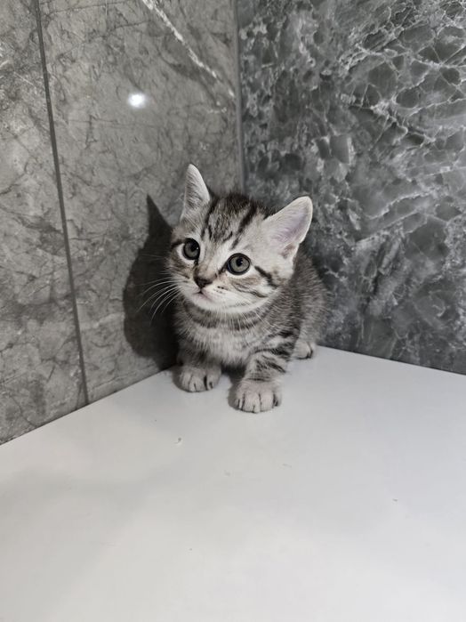 Scottish  straight și scottish fold.