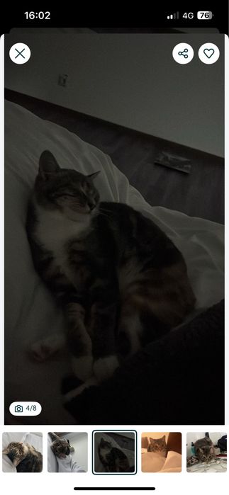 Кошечка домашняя