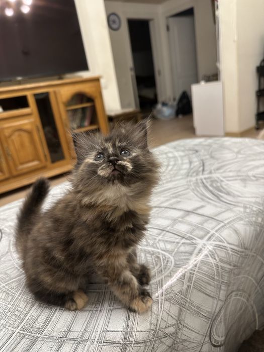 Продаются пушистые котята