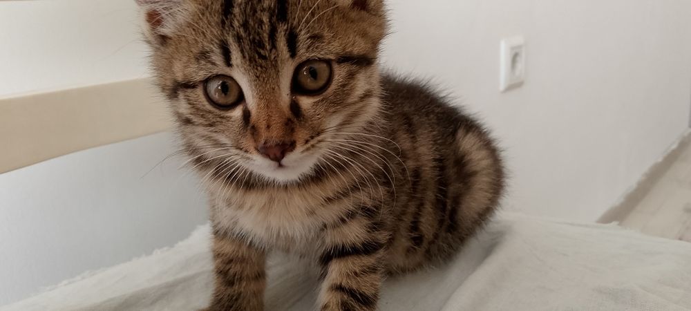 Mushuklar ohirigacha qaridigan insonlaga beriladi
2 ta sog‘lom va jud