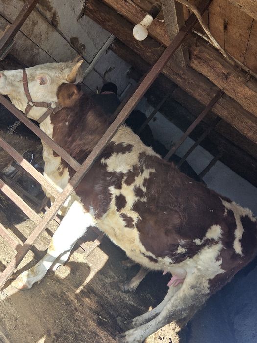 Junică prima fătare