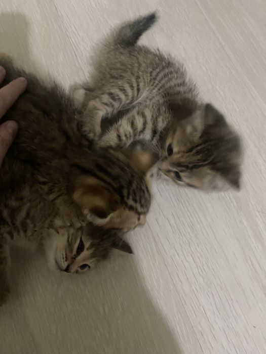 Отдам котят бесплатно