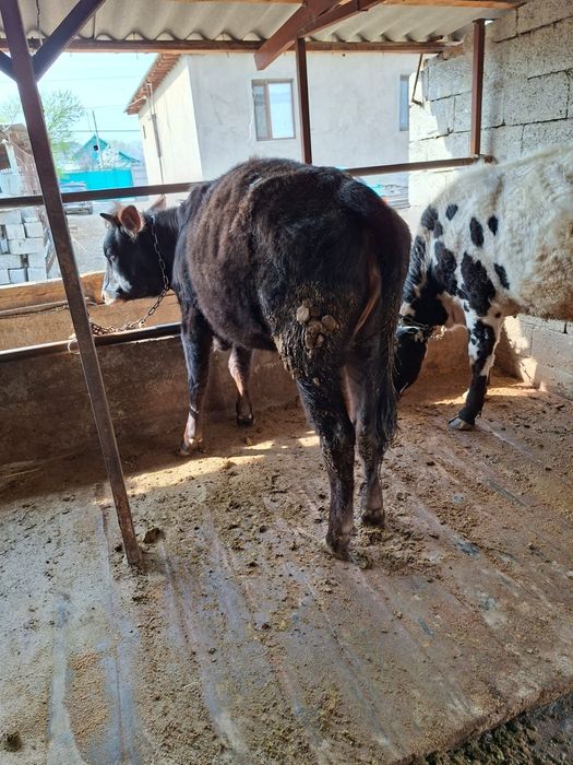 Телка год и 2 месяца