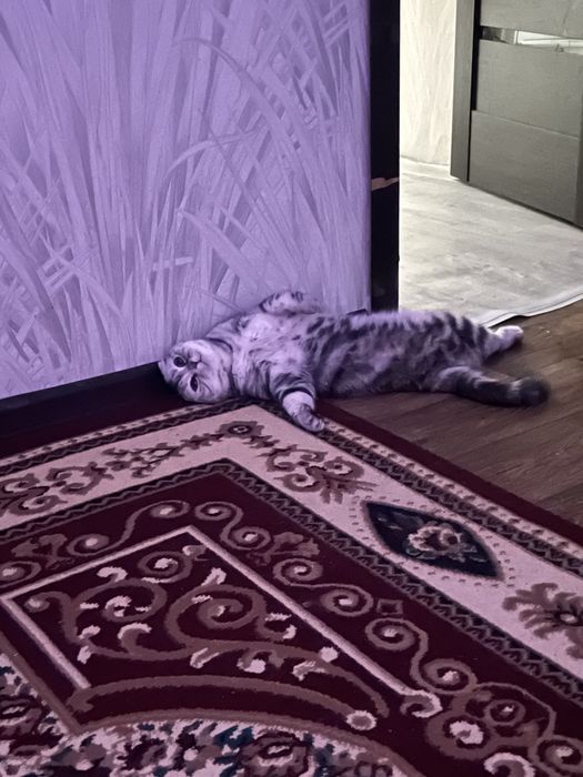 Кошка стерилизованная