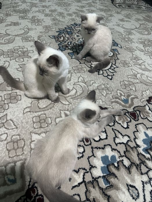 Сиамские котята с голубыми глазами