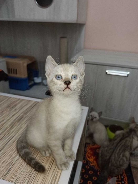 Бенгальские котята