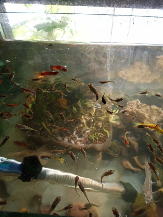 декоративни рибки гупа