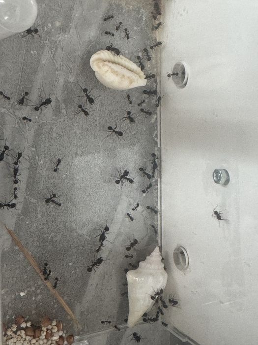 Муравьиная ферма мермикарий