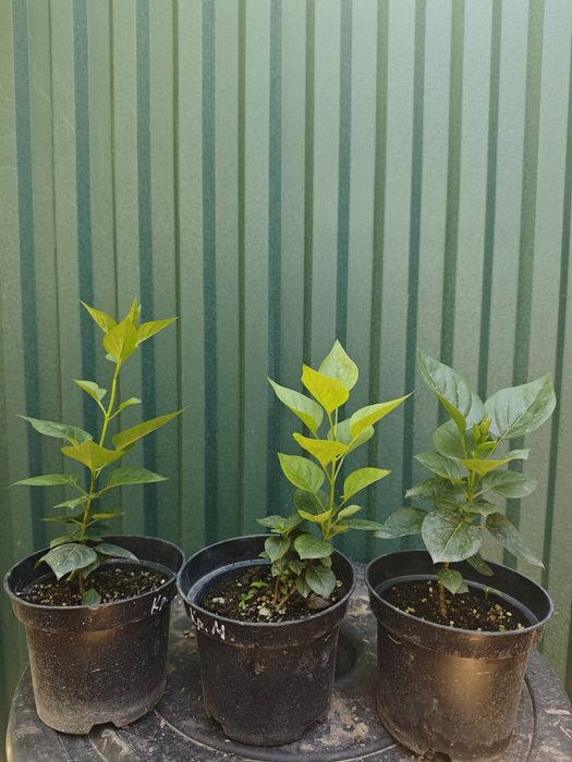 Сирень Красавица Москвы