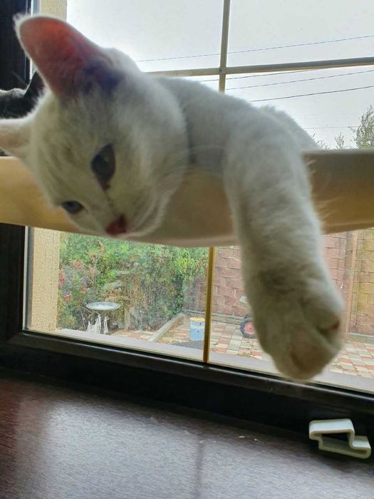 Котят в добрые руки