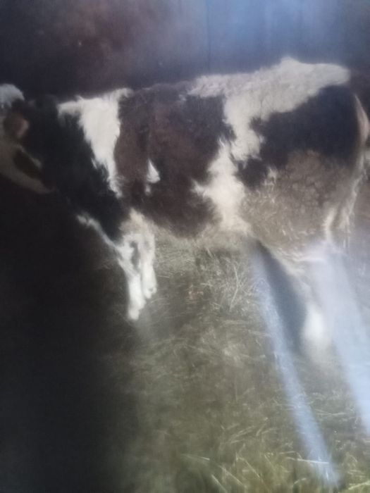 Vând vițea bălțată românească