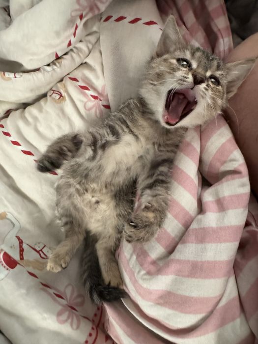 Отдам котенка в добрые руки