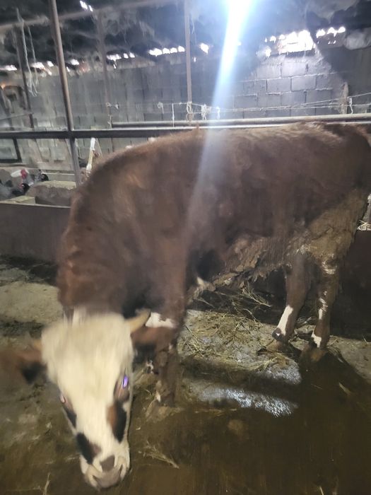 Продам корову и тёлку