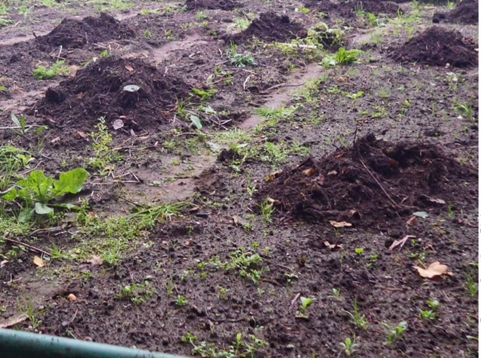 Компост бау бакшага