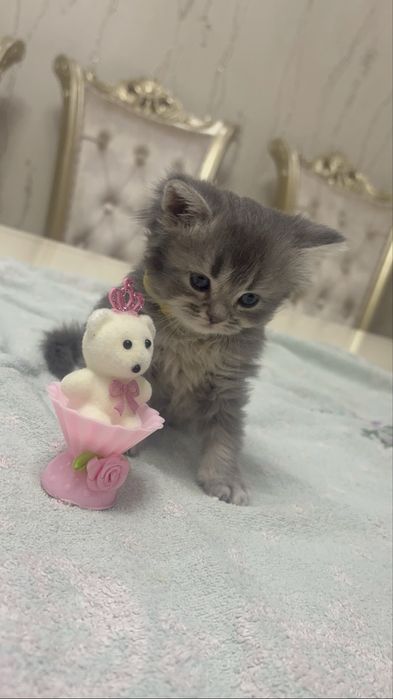 Продается шиншила катенок