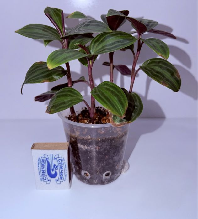 Геогенантус, комнатные растения, комнатные цветы