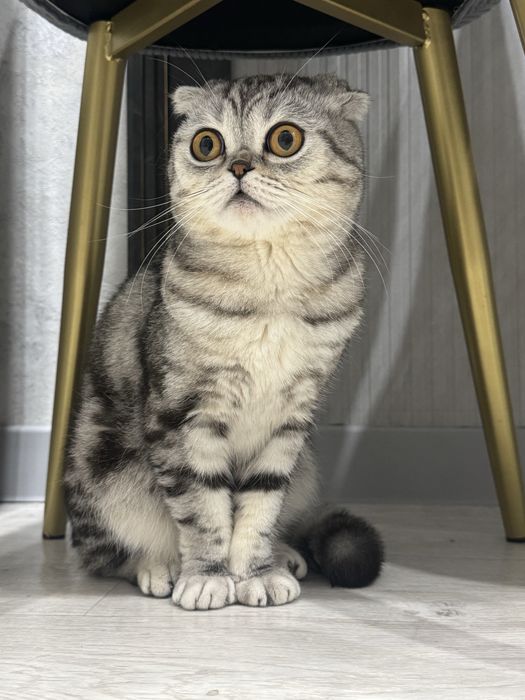 Кот шотладский вислоухий