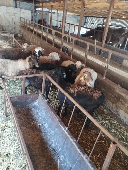 Продам баранов срачно