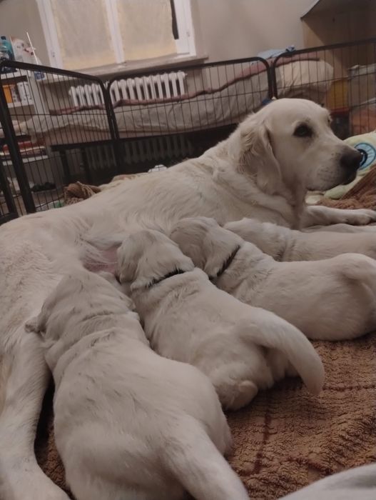 Голдън ретривър момченце родословен баща