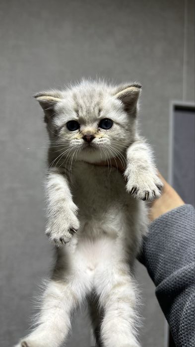 Scotiw fold mushucha sotiladi 100$