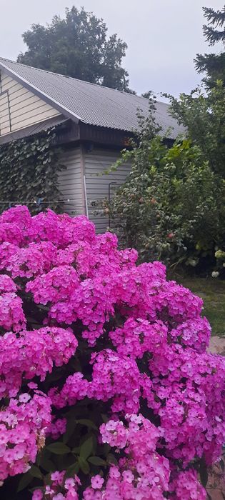 Продам кустики флокса