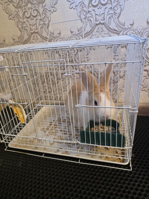 Кролик декоративный