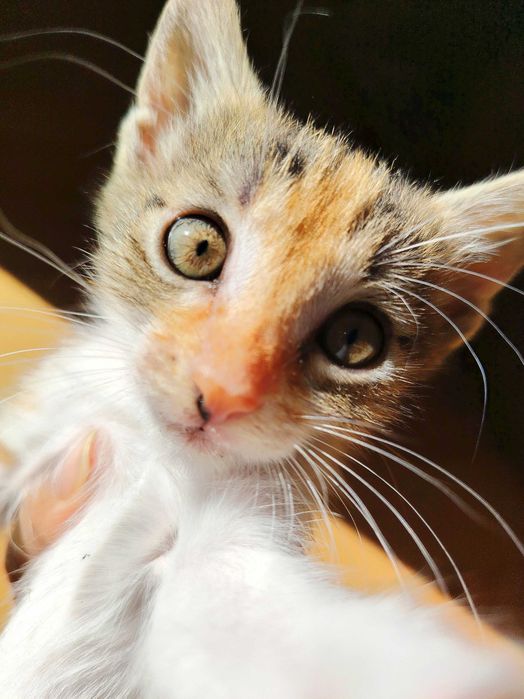 ПОДАРЯВАМ 5 женски котенца
