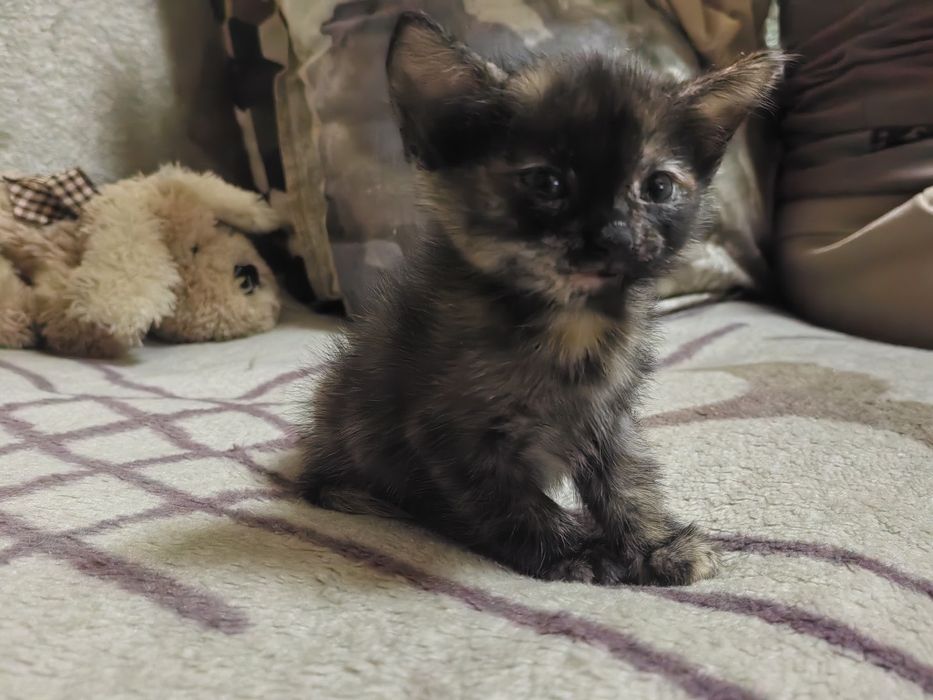 Отдам котенка в добрые руки