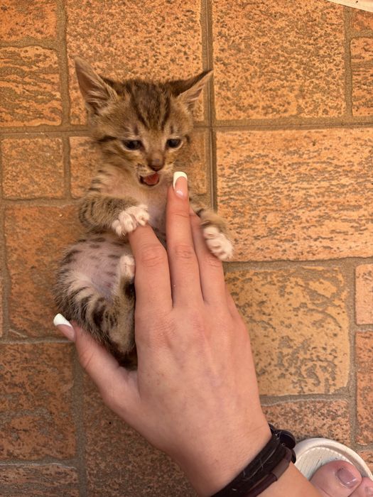 Осиновете женско котенце