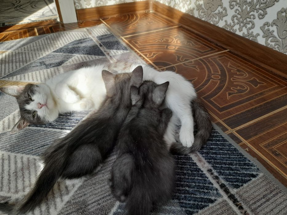 Котята бесплатно