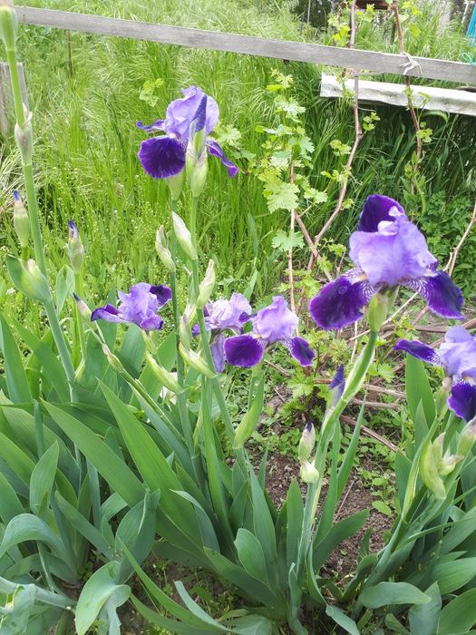 Ирисы, хризантемы и др.