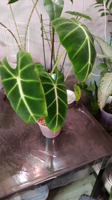 Продам комнатные цветы