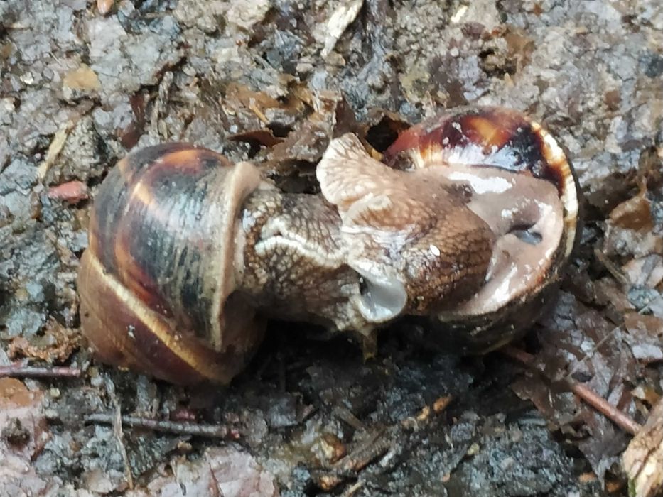 Улитки виноградные