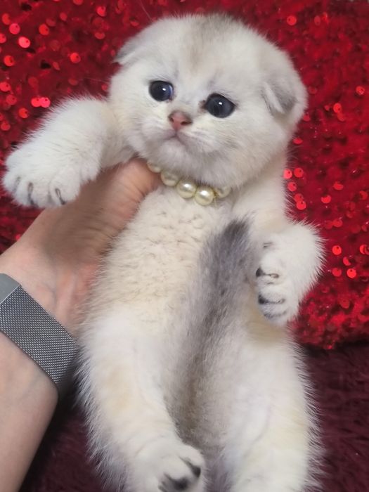 Котята от правильной вязки